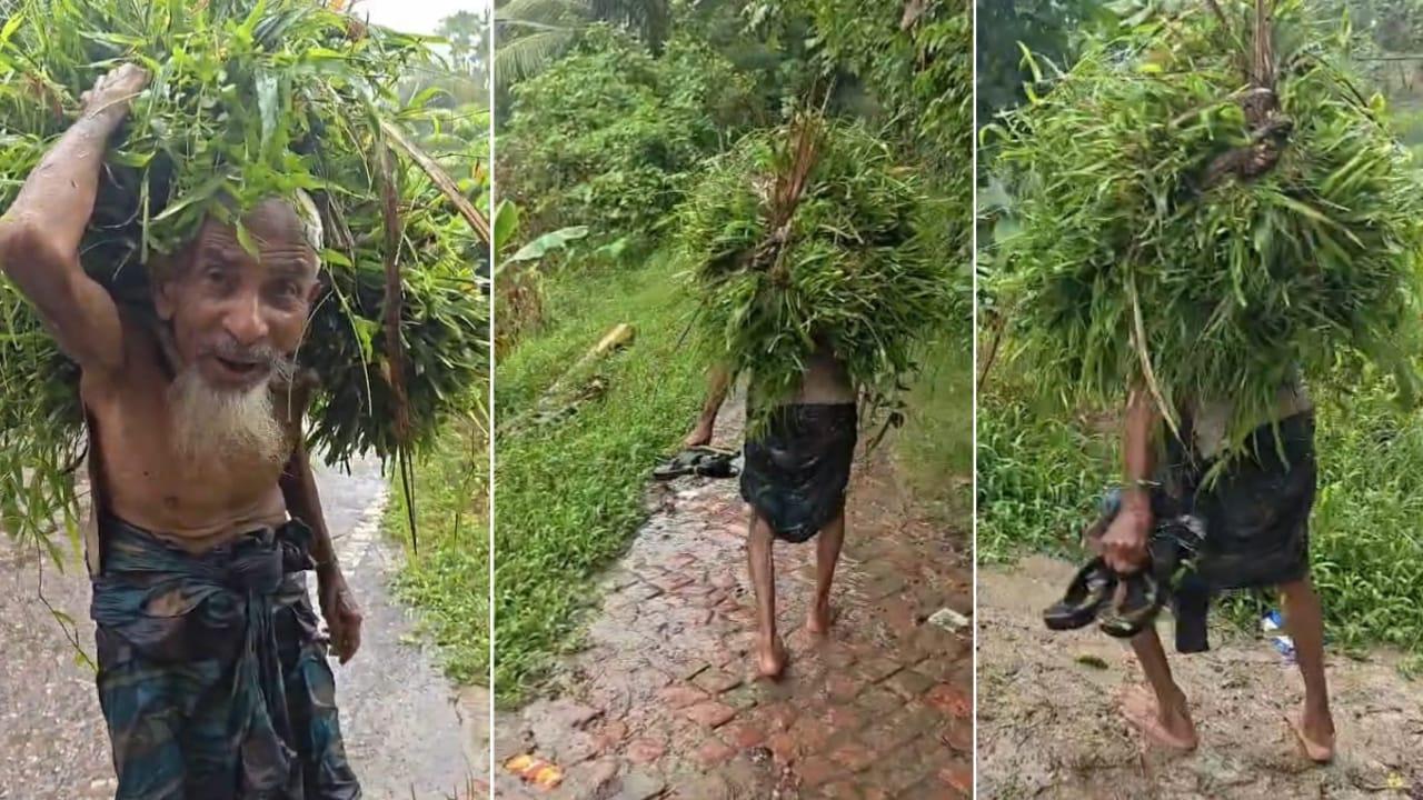 মাথায় ঘাসের বোঝা, কাঁধে জীবনের ভার—আশিতেও থামেননি আবুল খায়ের